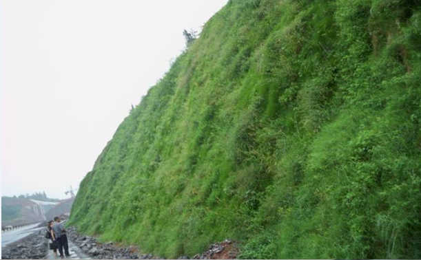 神农架武神公路生态绿化