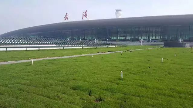 T3航站楼屋顶绿化